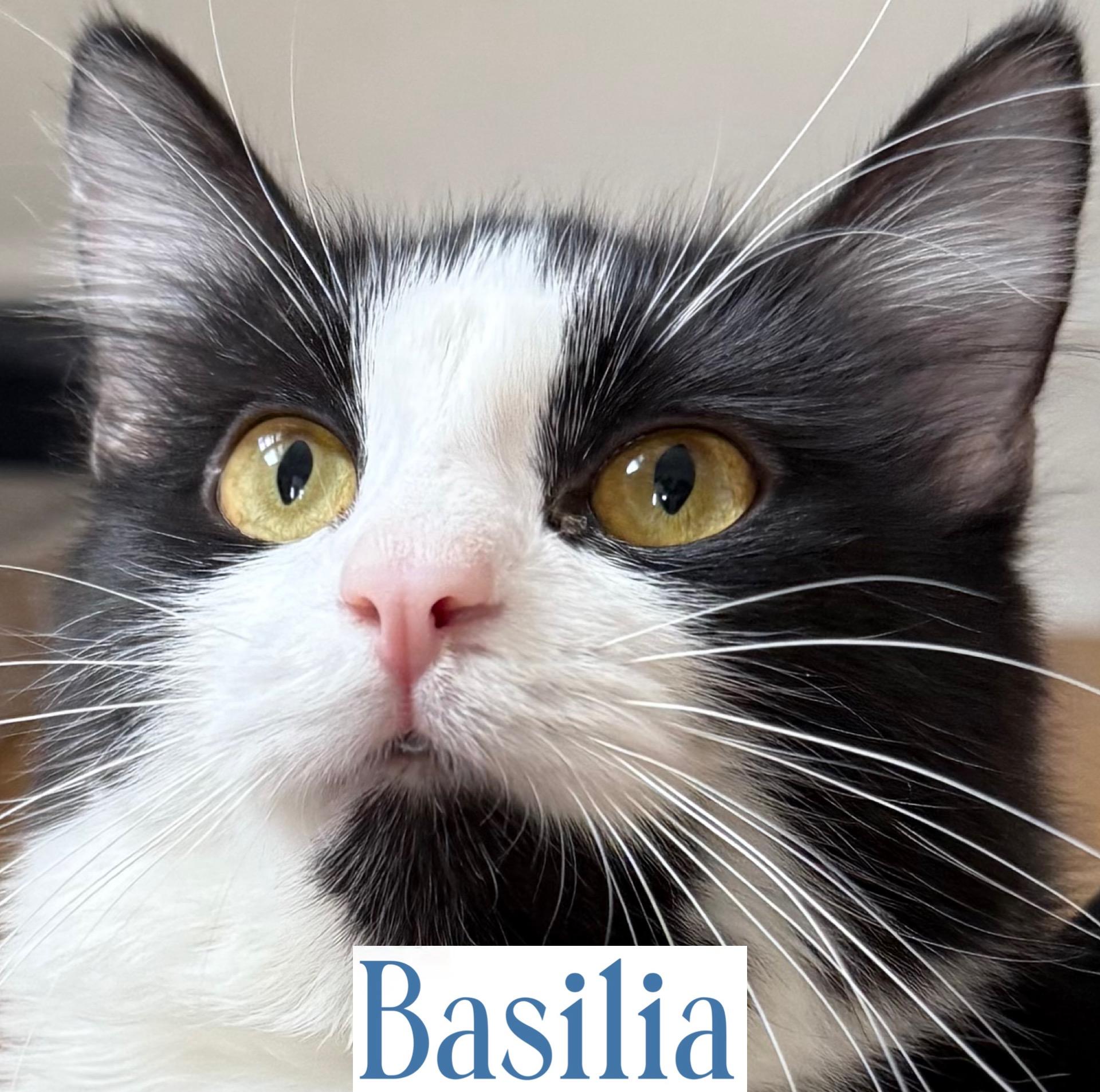Basilia, a Adoptable Domestic Long Hair in Berkeley Springs, WV image 5/5
