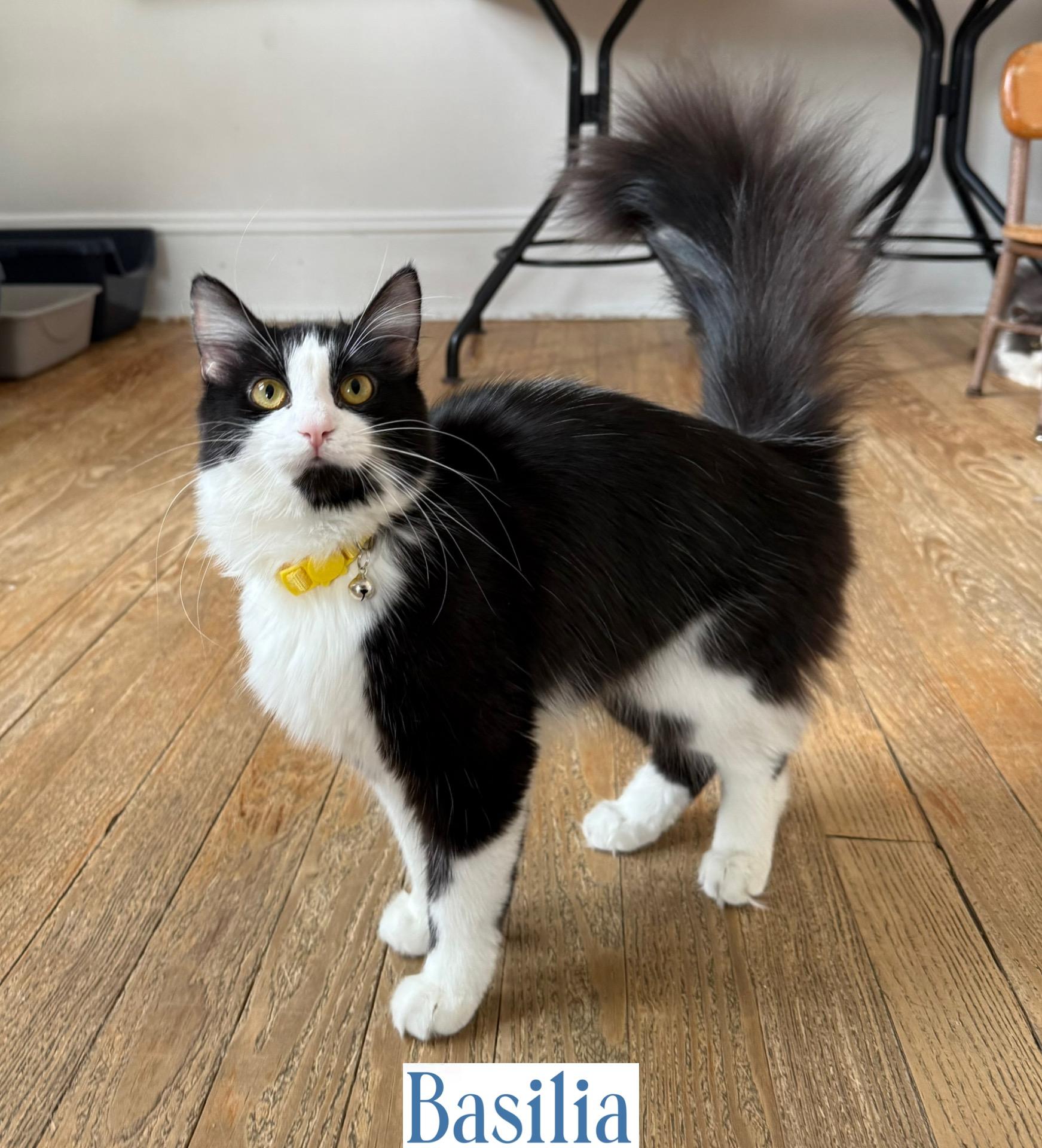 Basilia, Adoptable, Adult Female Domestic Long Hair.