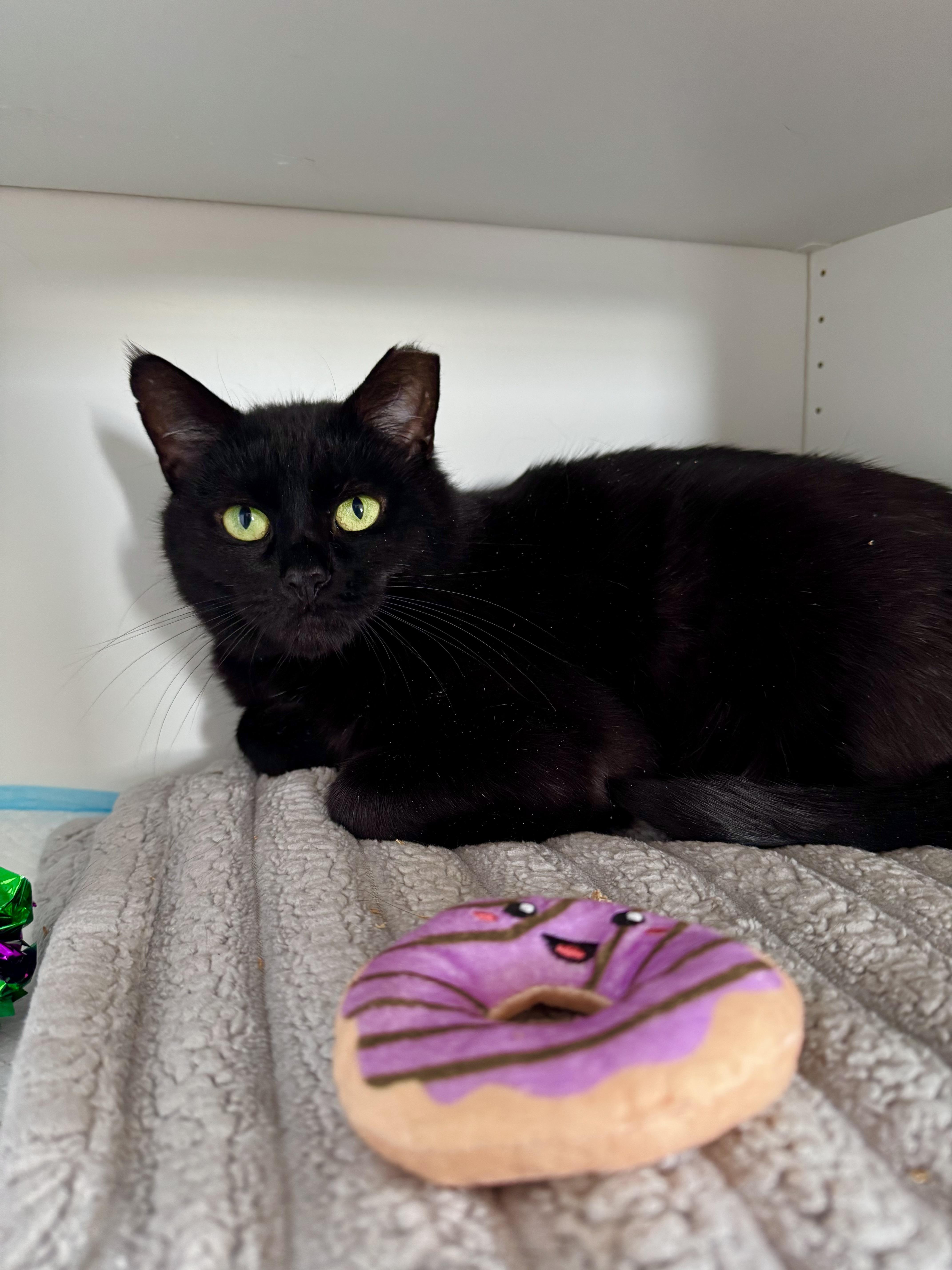 Enlarge Pearl, a ADOPTABLE Domestic Short Hair in Ramsey, NJ image 5/6