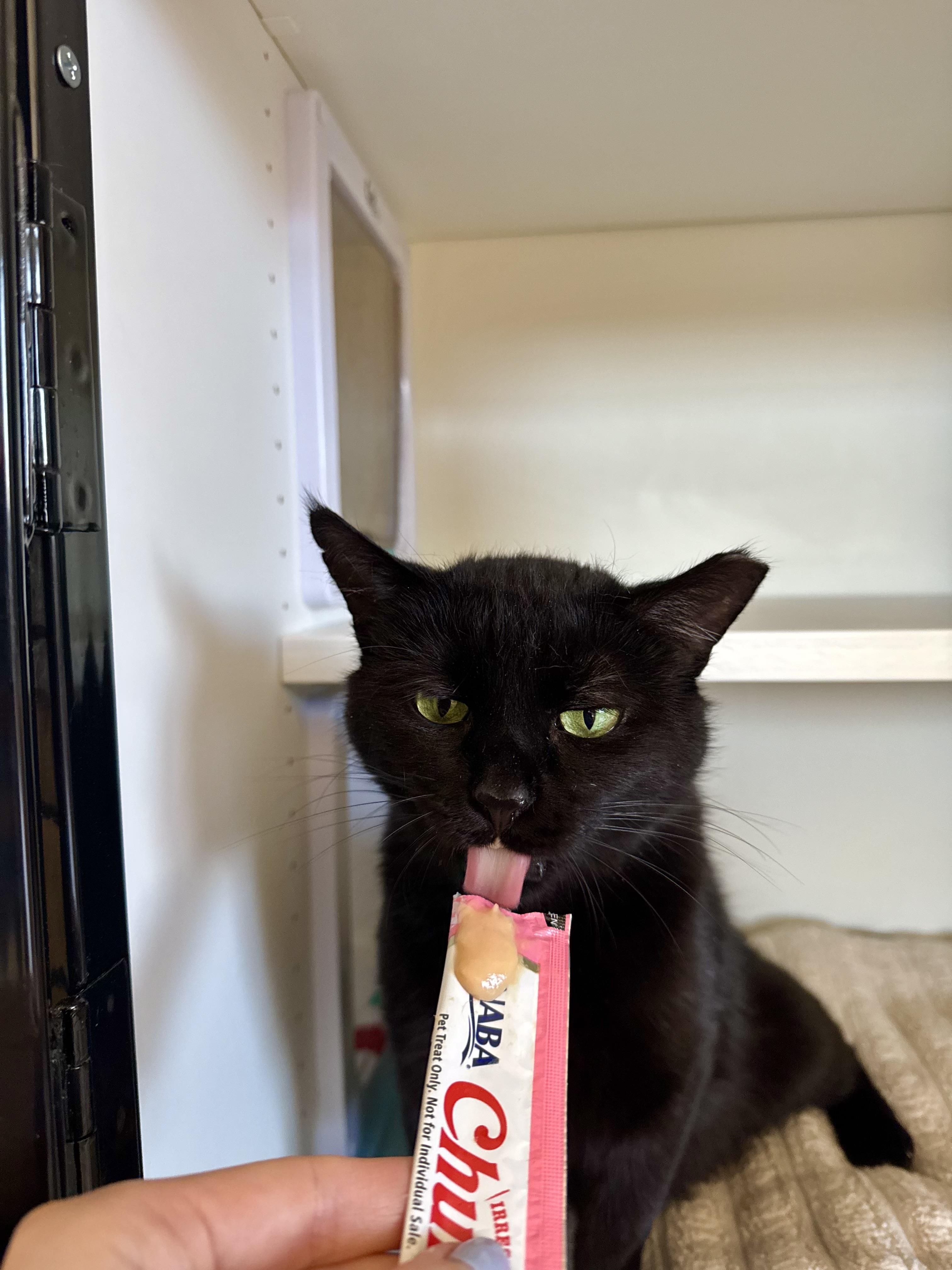 Enlarge Pearl, a ADOPTABLE Domestic Short Hair in Ramsey, NJ image 6/6