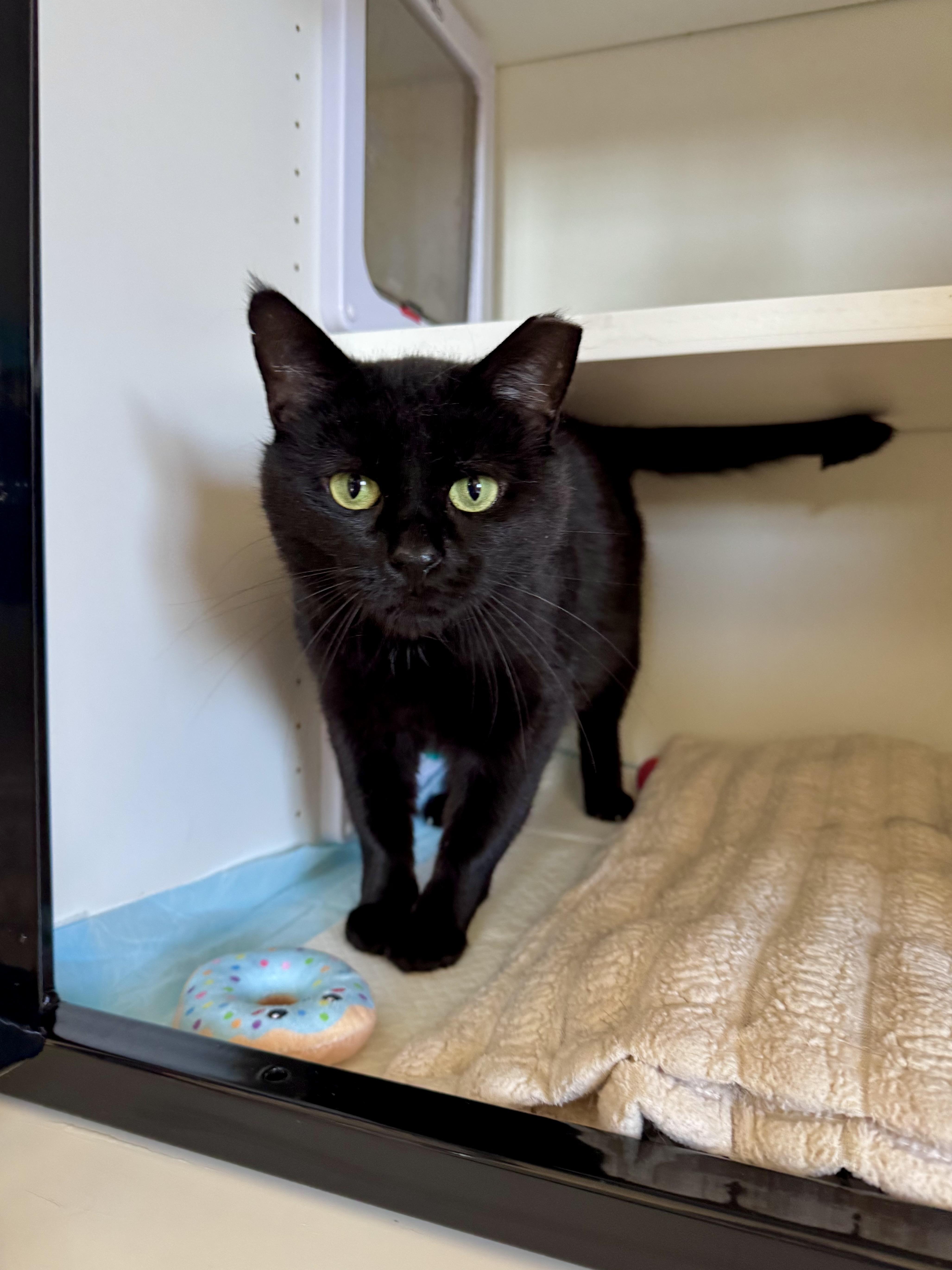 Enlarge Pearl, a ADOPTABLE Domestic Short Hair in Ramsey, NJ image 1/6