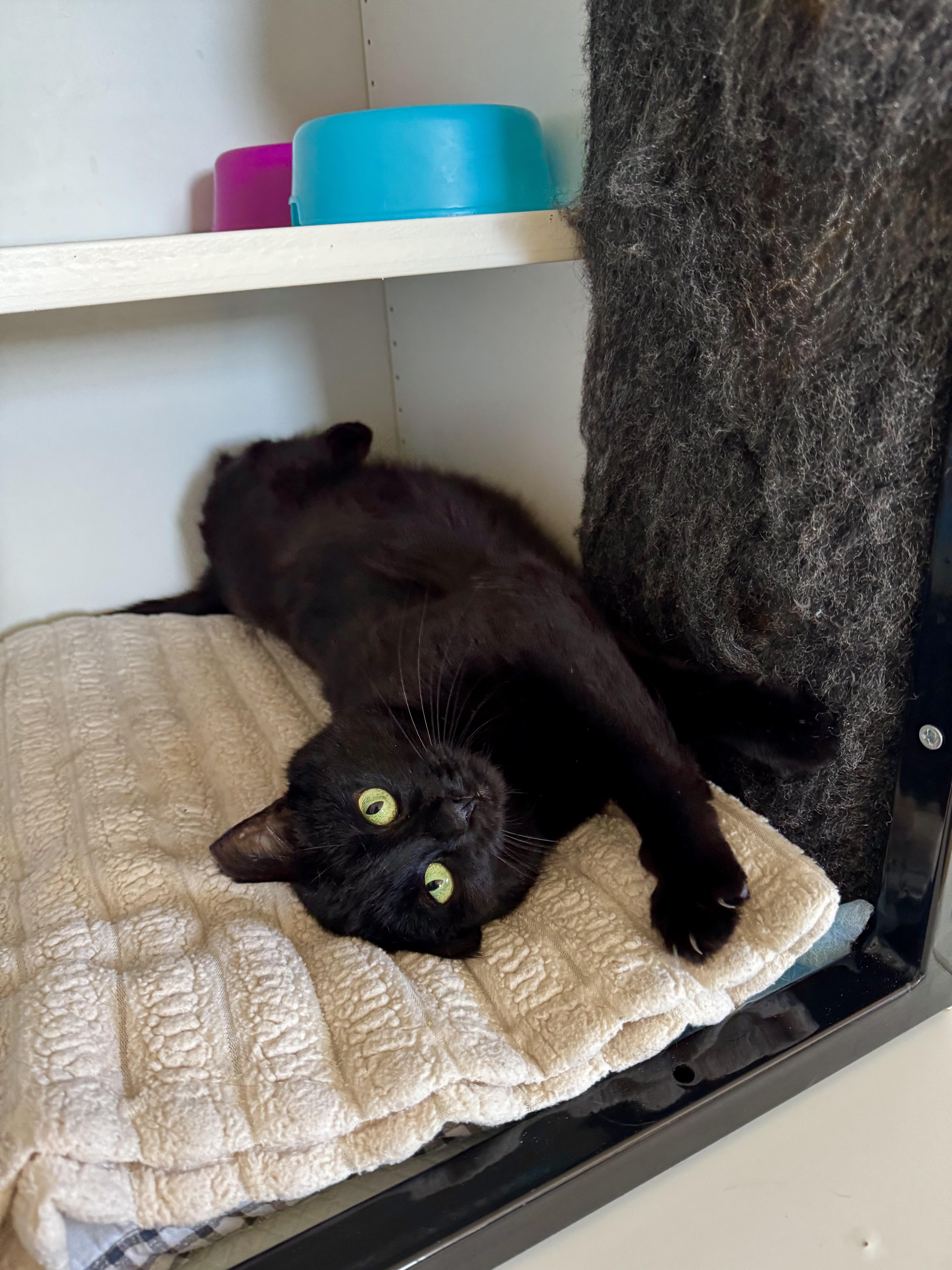 Enlarge Pearl, a ADOPTABLE Domestic Short Hair in Ramsey, NJ image 2/6