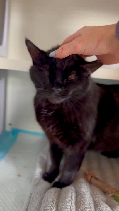 Enlarge Pearl, a ADOPTABLE Domestic Short Hair in Ramsey, NJ video 4/6