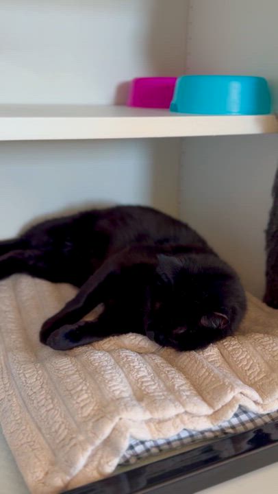 Enlarge Pearl, a ADOPTABLE Domestic Short Hair in Ramsey, NJ video 3/6