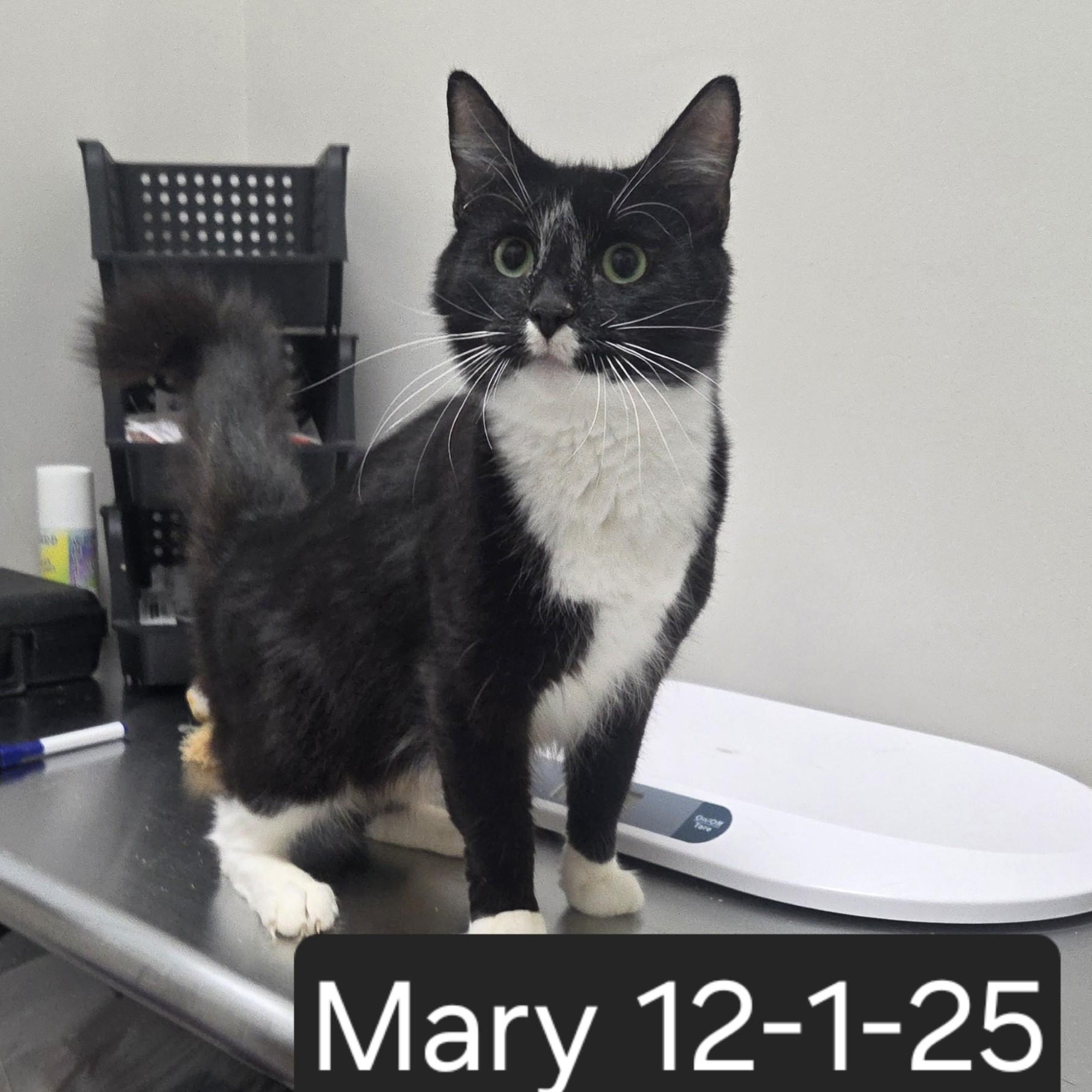 Mary, adopted, Young Female Domestic Short Hair.