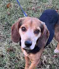 Snoop Dog, adopted, Adult Male Beagle.