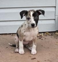 Enlarge Willow, a Adoptable Mixed Breed in Appleton, WI image 1/1
