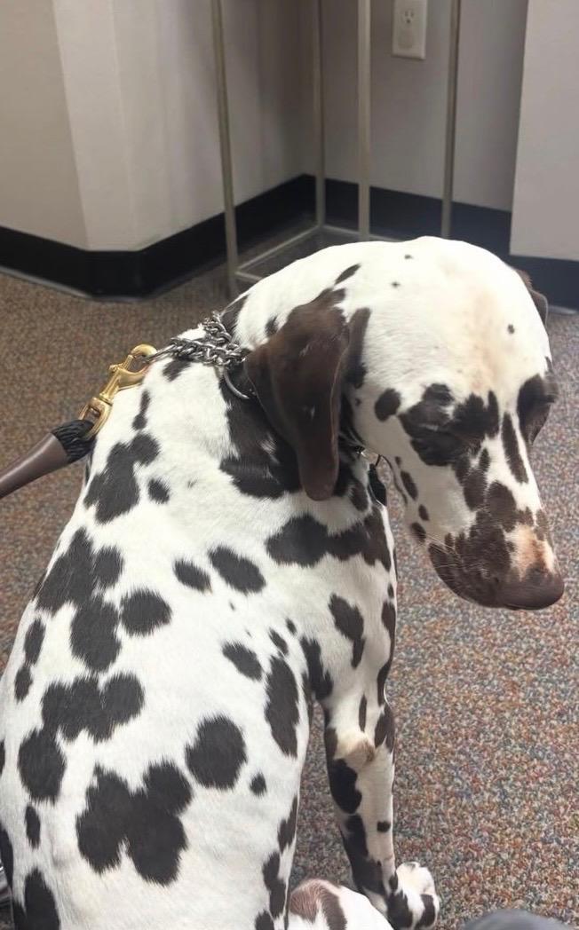 Enlarge Briton Blu-Milwaukee, WI, a Adoptable Dalmatian in Milwaukee, WI image 2/4
