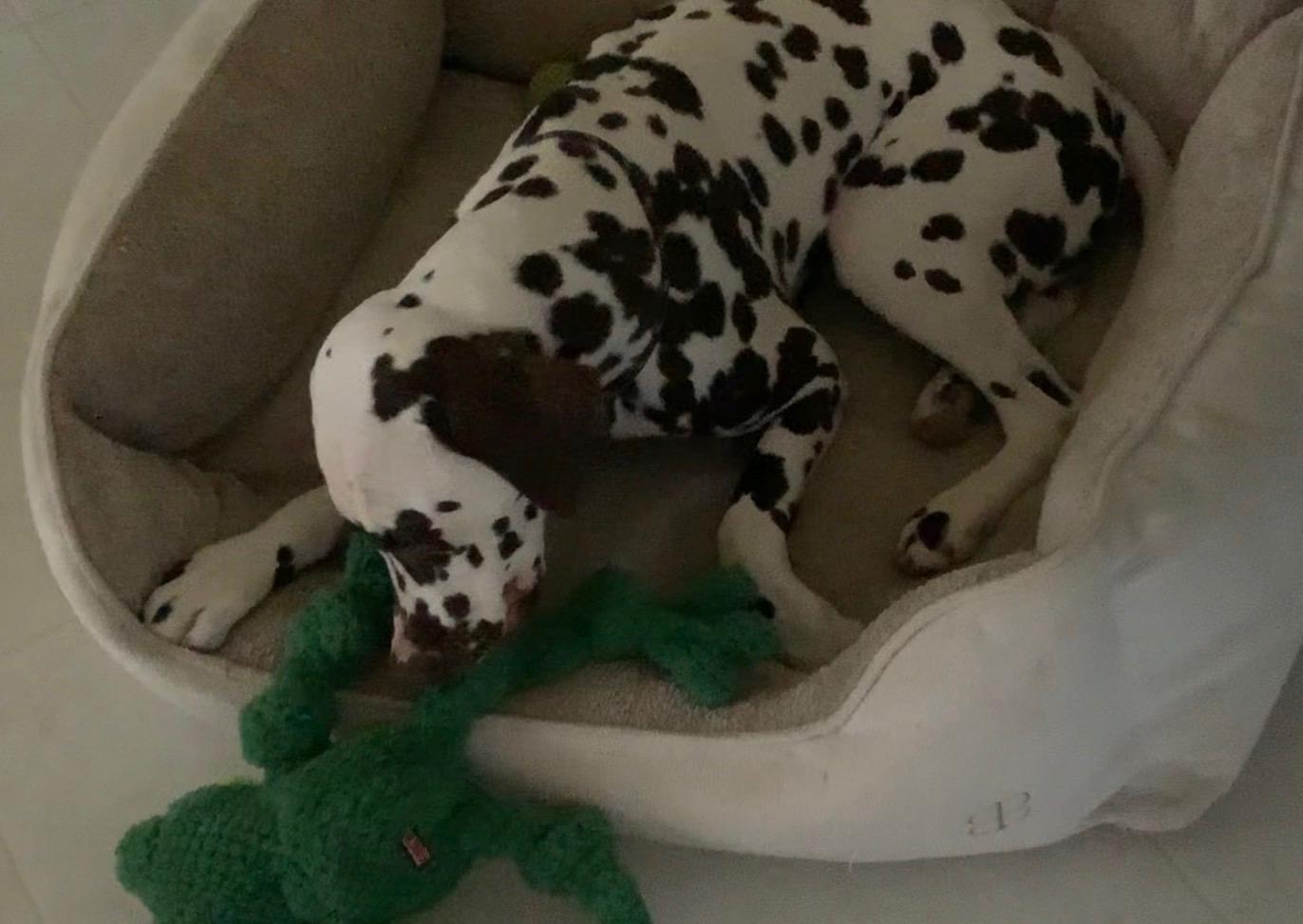 Enlarge Briton Blu-Milwaukee, WI, a Adoptable Dalmatian in Milwaukee, WI image 4/4