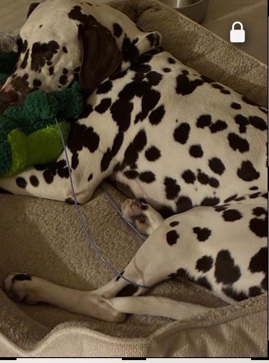 Enlarge Briton Blu-Milwaukee, WI, a Adoptable Dalmatian in Milwaukee, WI image 3/4