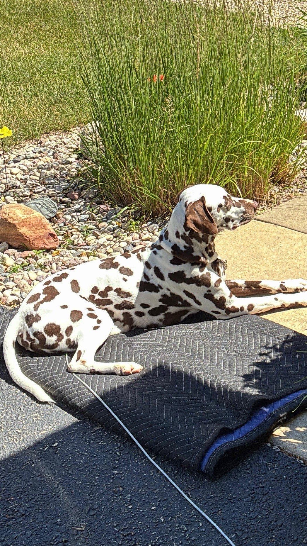 Briton Blu-Milwaukee, WI, Adoptable, Adult Male Dalmatian.