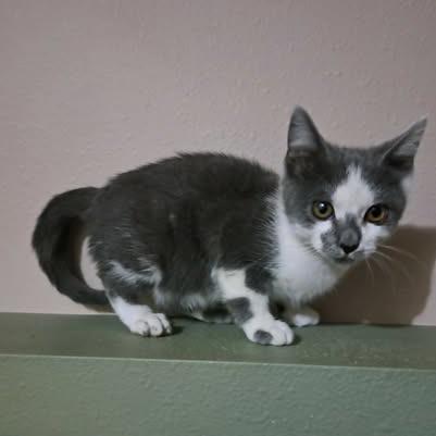 Cloudy, Adoptable, Kitten Female Domestic Short Hair.
