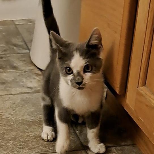 Enlarge Cloudy, a Adoptable Domestic Short Hair in Alma, WI image 2/6
