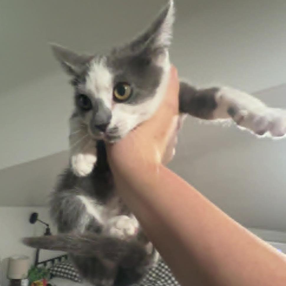 Enlarge Cloudy, a Adoptable Domestic Short Hair in Alma, WI image 3/6