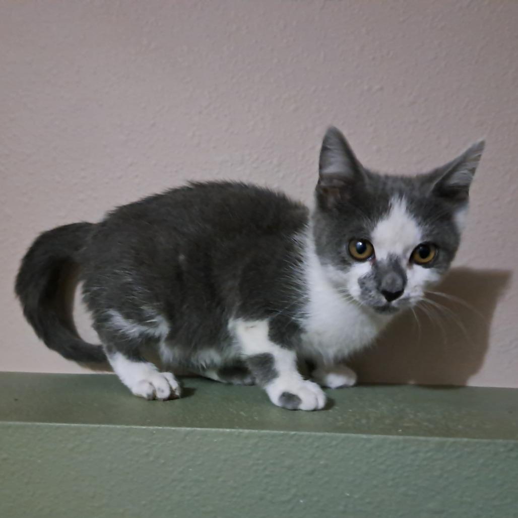 Enlarge Cloudy, a Adoptable Domestic Short Hair in Alma, WI image 4/6