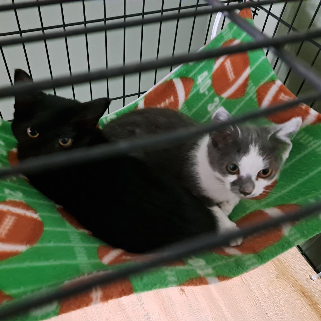 Enlarge Cloudy, a Adoptable Domestic Short Hair in Alma, WI image 5/6