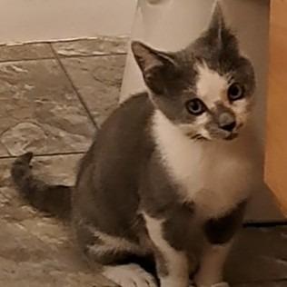 Enlarge Cloudy, a Adoptable Domestic Short Hair in Alma, WI image 6/6