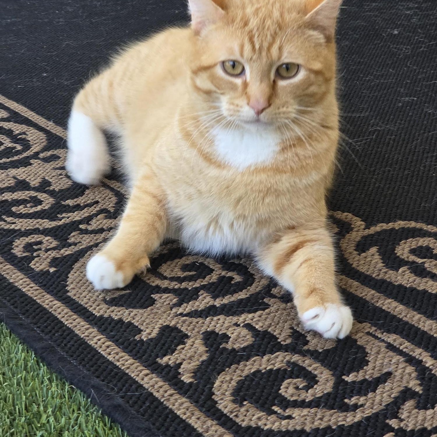 Enlarge Keegan, an adopted Domestic Short Hair in Carthage, NC image 1/4