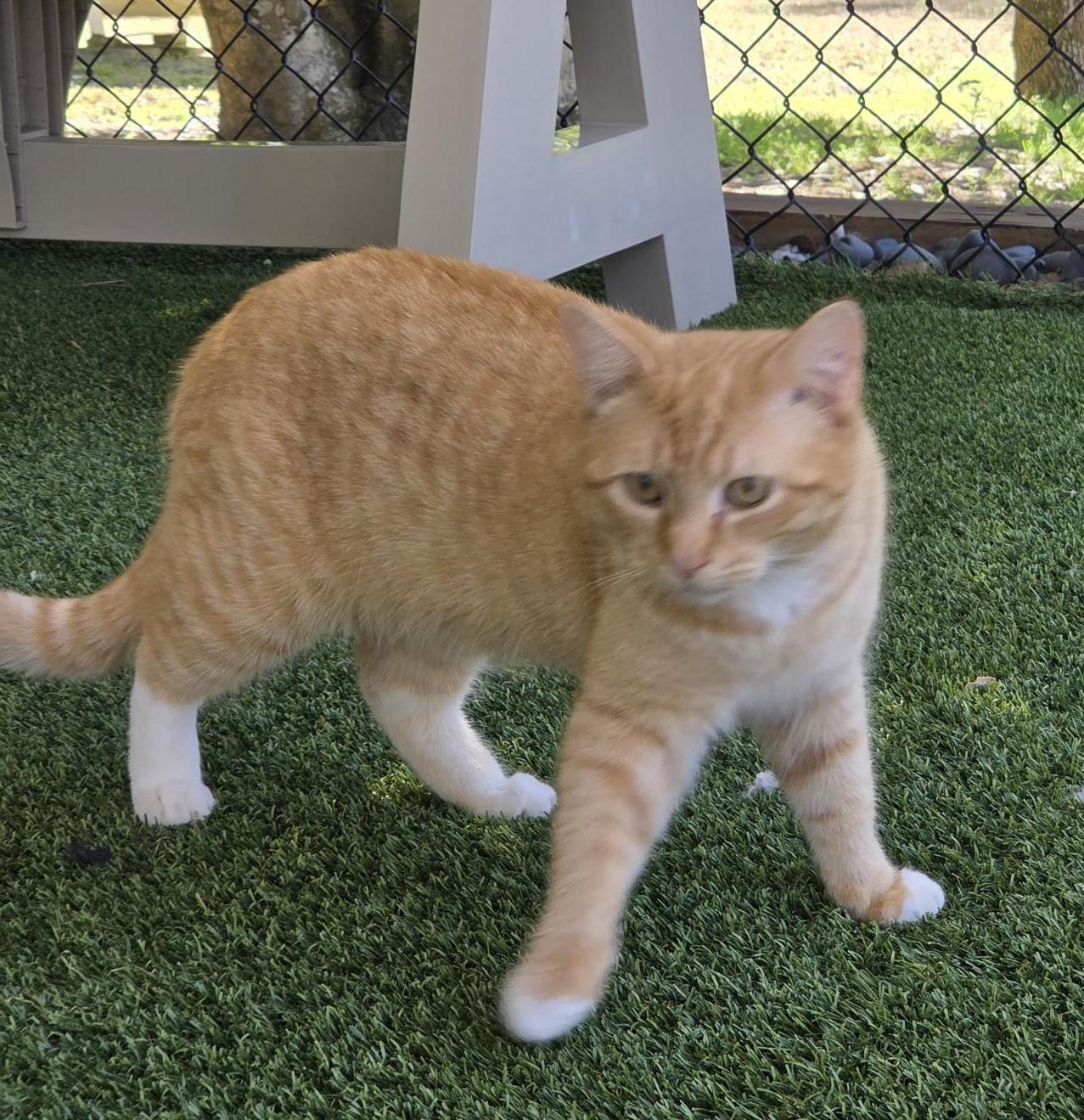 Enlarge Keegan, an adopted Domestic Short Hair in Carthage, NC image 3/4
