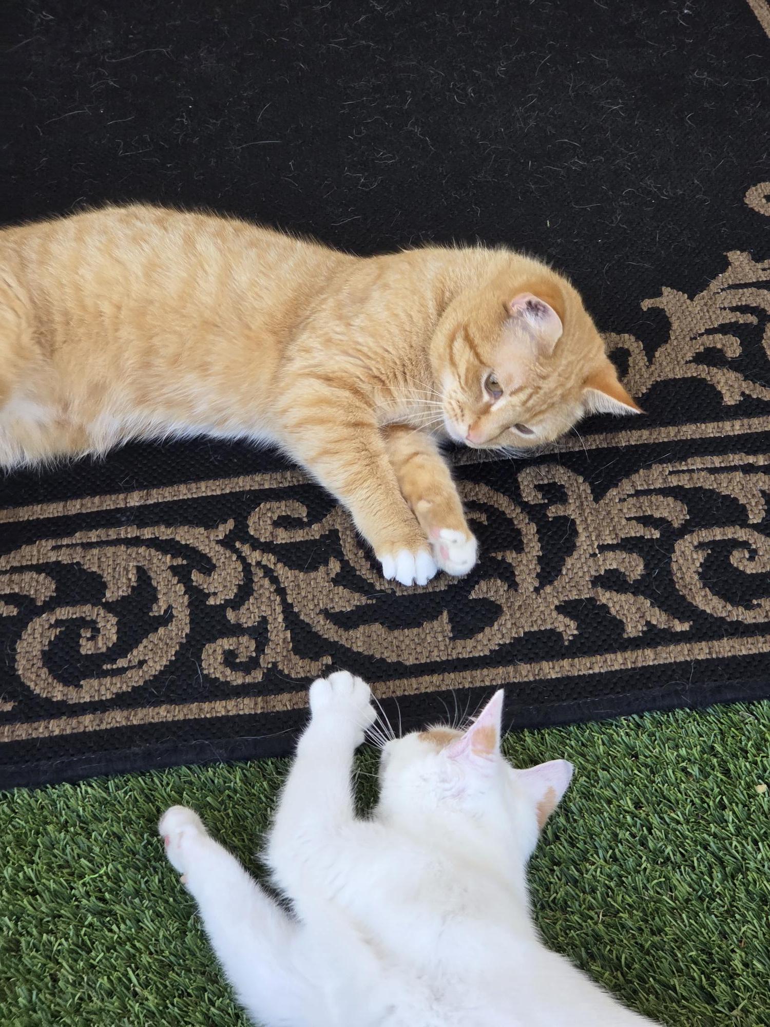 Enlarge Keegan, an adopted Domestic Short Hair in Carthage, NC image 4/4