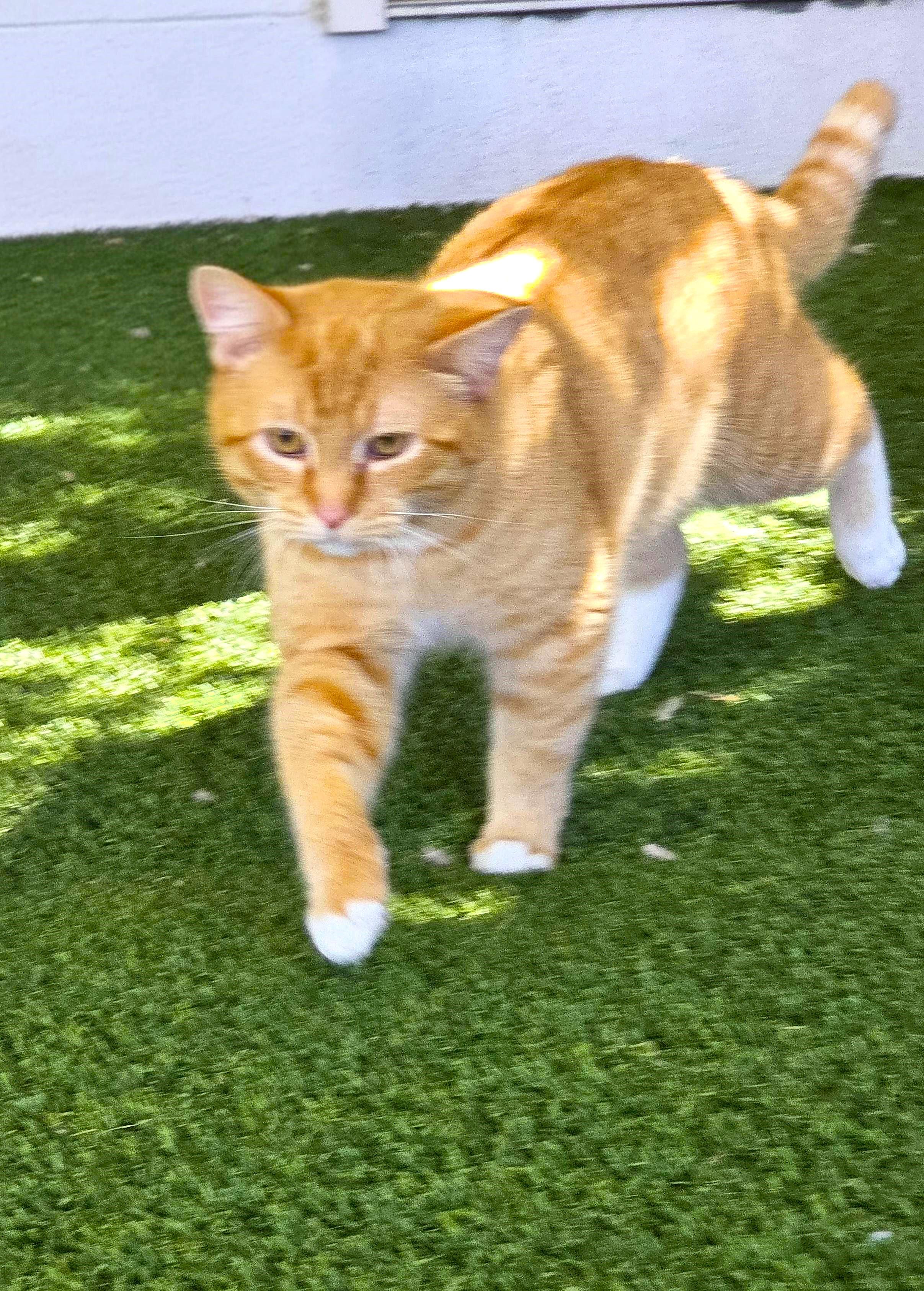 Enlarge Keegan, an adopted Domestic Short Hair in Carthage, NC image 2/4