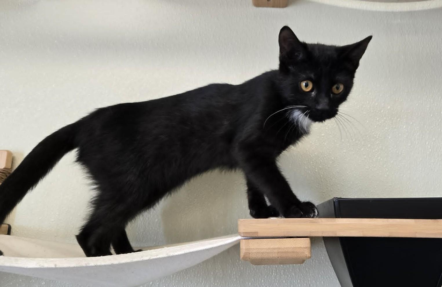 Enlarge Peg, a Adoptable Domestic Short Hair in Larned, KS image 5/5