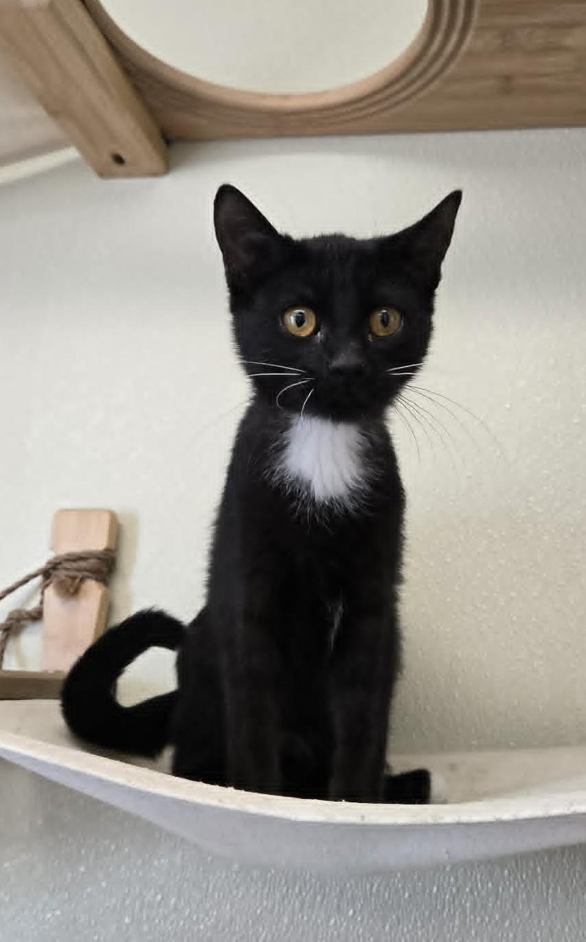 Enlarge Peg, a Adoptable Domestic Short Hair in Larned, KS image 4/5