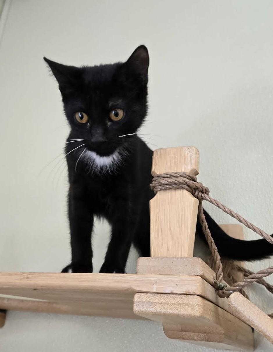 Enlarge Peg, a Adoptable Domestic Short Hair in Larned, KS image 3/5