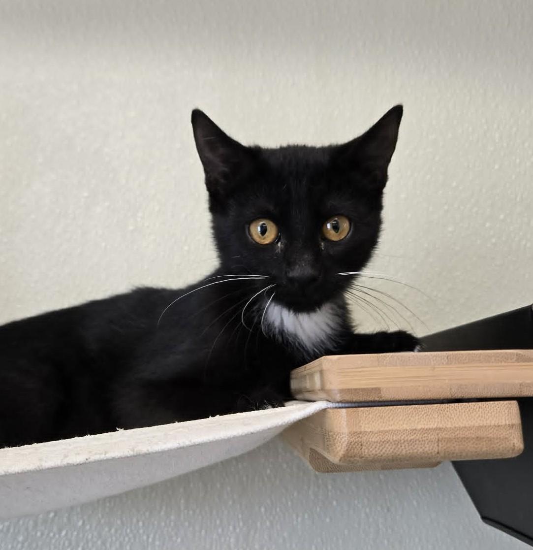 Enlarge Peg, a Adoptable Domestic Short Hair in Larned, KS image 2/5