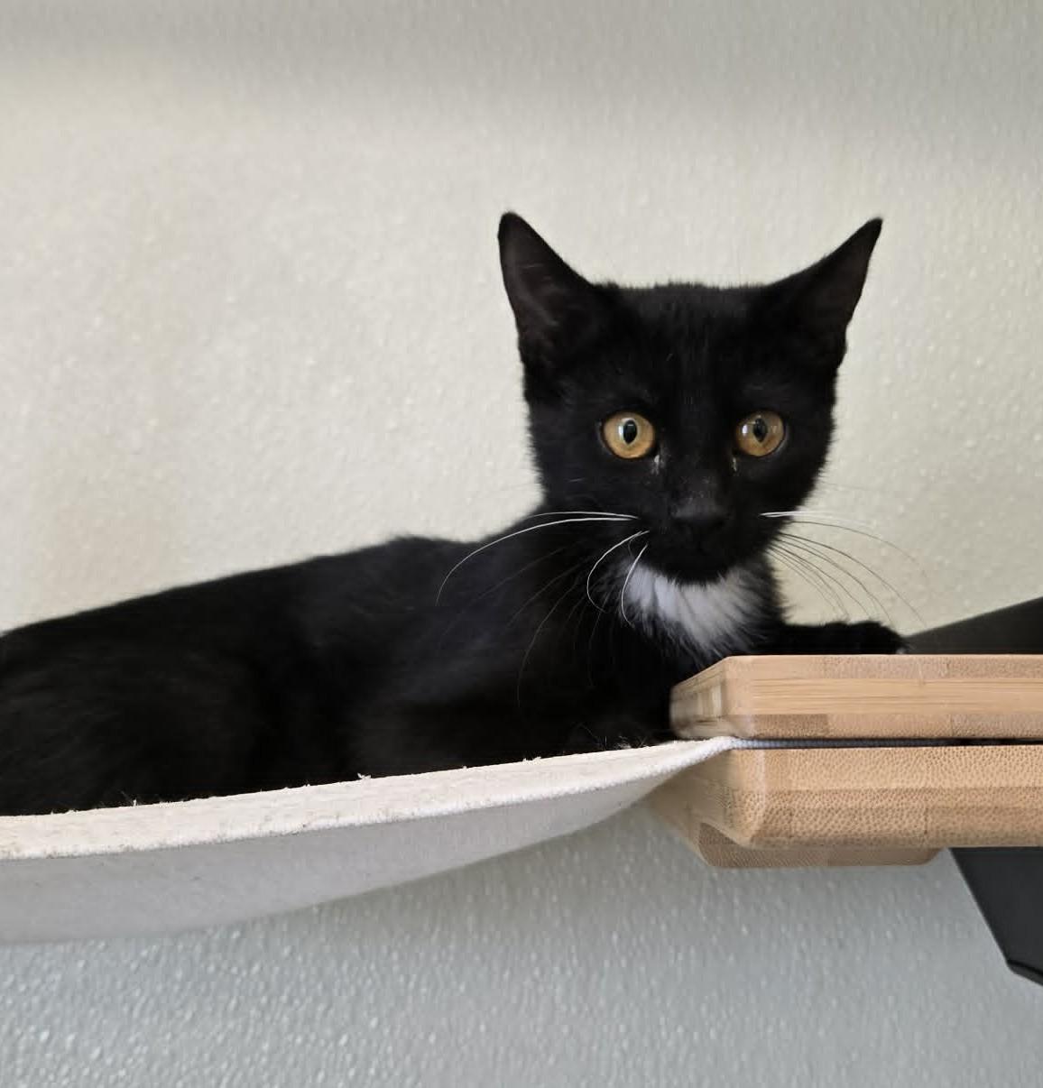 Enlarge Peg, a Adoptable Domestic Short Hair in Larned, KS image 1/5