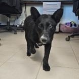 Minnie, ADOPTABLE, Young Female Black Labrador Retriever.