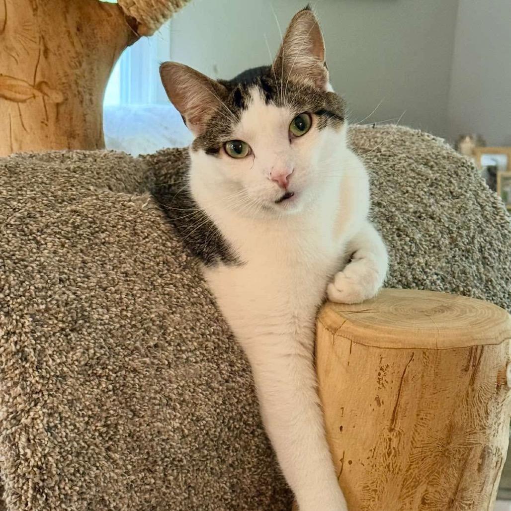 Charlie, an adoptable Domestic Short Hair in Sun Prairie , WI, 53590 | Photo Image 1