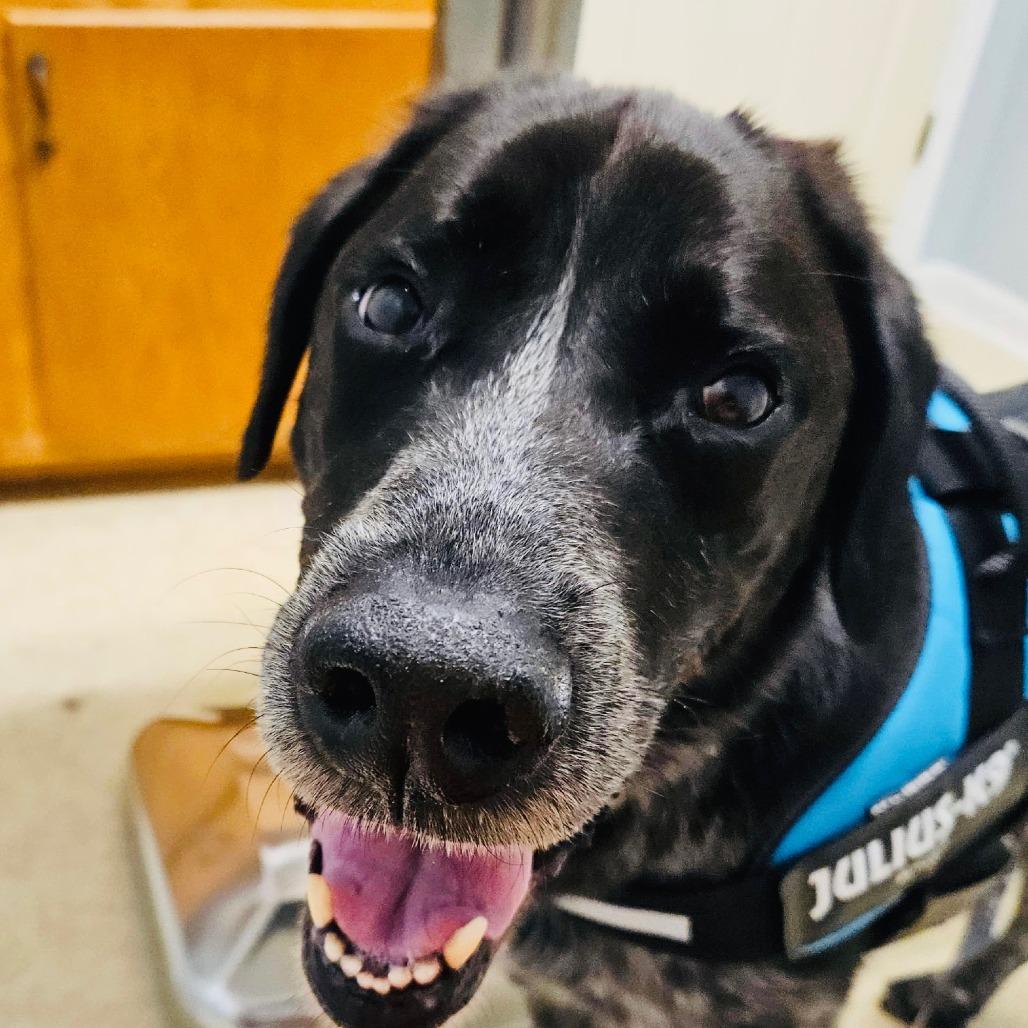 Bo, a Adoptable mixed breed in Tanner, AL image 1/2