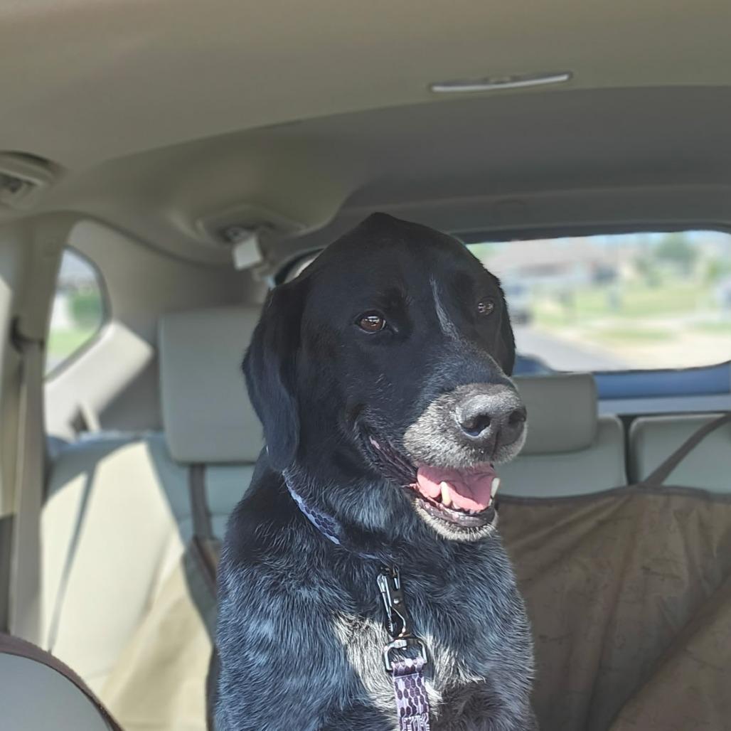 Bo, a Adoptable mixed breed in Tanner, AL image 2/2