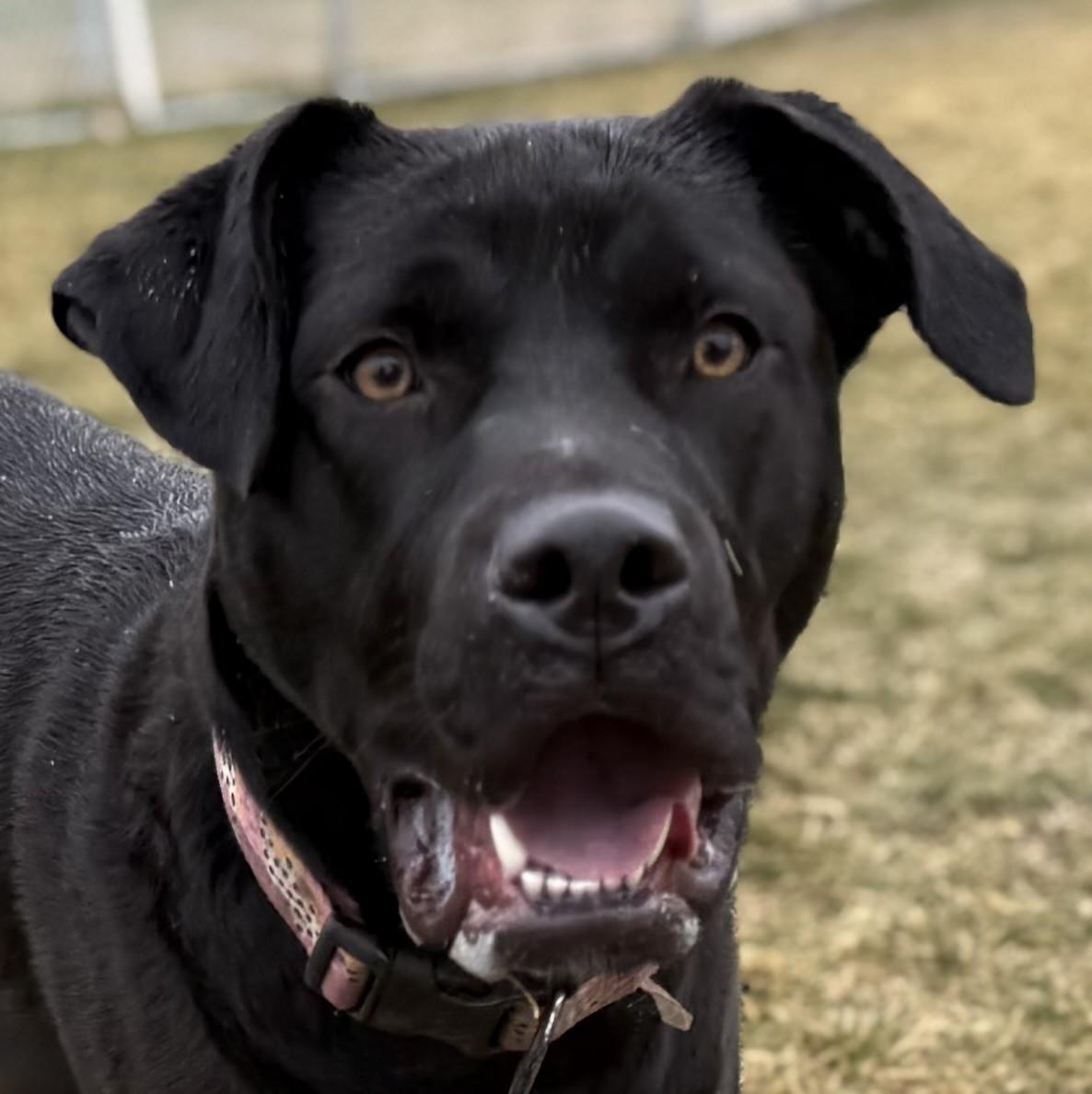 Enlarge Cassie, a ADOPTABLE mixed breed in Hamilton, MT image 2/4