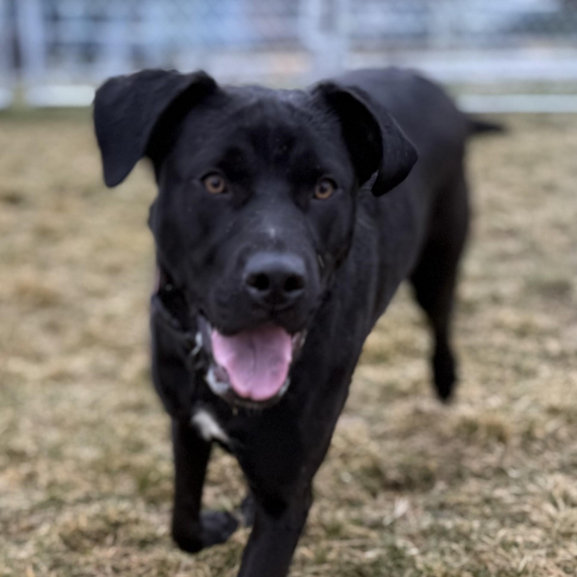 Cassie, ADOPTABLE, Young Female Black Labrador Retriever & Black Mouth Cur.