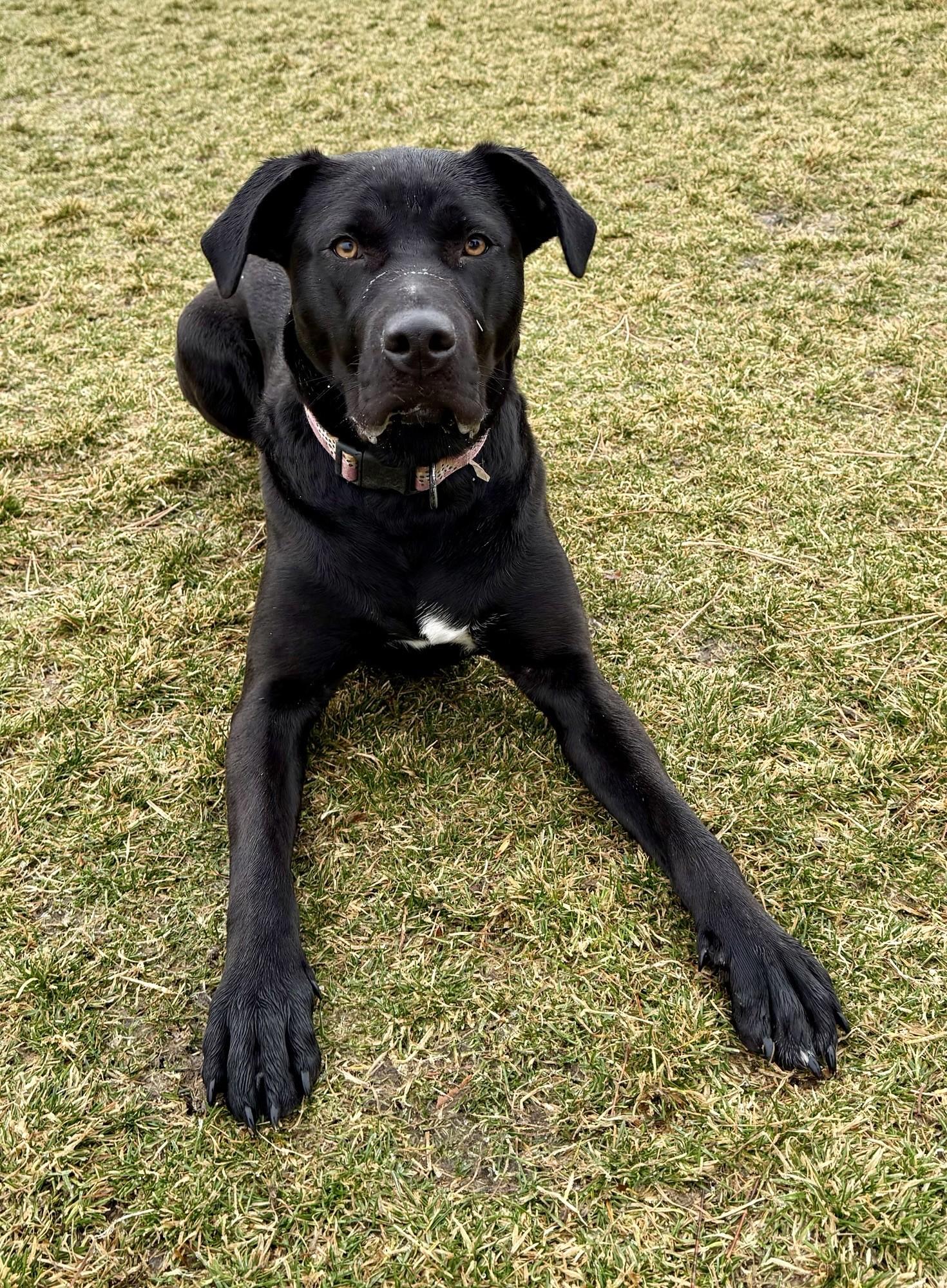 Enlarge Cassie, a ADOPTABLE mixed breed in Hamilton, MT image 4/4