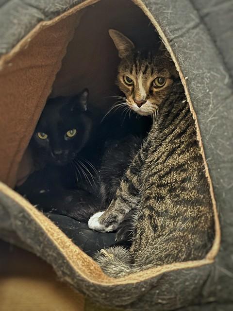 Enlarge HARVARD, a Adoptable Domestic Short Hair in Boston, MA image 1/1