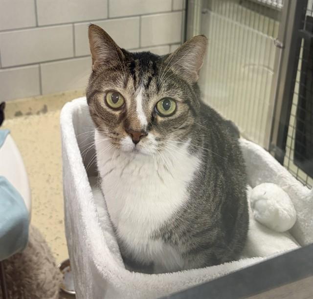 HARVARD, Adoptable, Adult Male Domestic Short Hair.