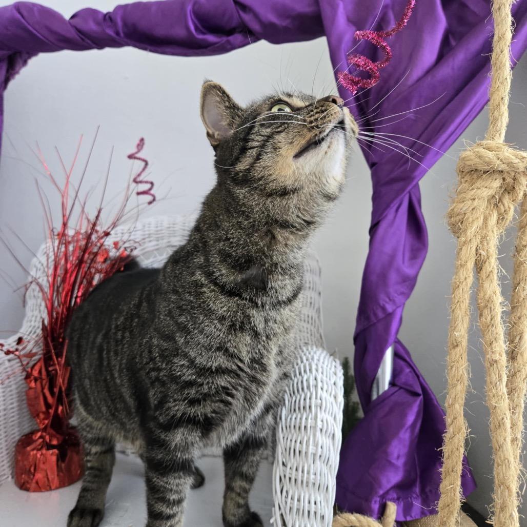 Bramble 55734, Adoptable, Adult Male Domestic Short Hair.