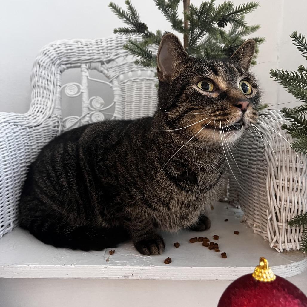 Bramble  55734, Adoptable, Adult Male Domestic Short Hair.