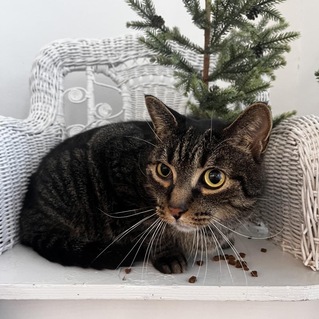 Enlarge Bramble  55734, a Adoptable Domestic Short Hair in Eaton Rapids, MI image 2/4