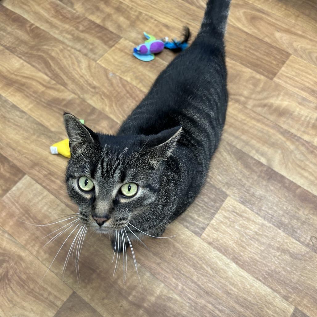 Enlarge Bramble  55734, a Adoptable Domestic Short Hair in Eaton Rapids, MI image 3/4