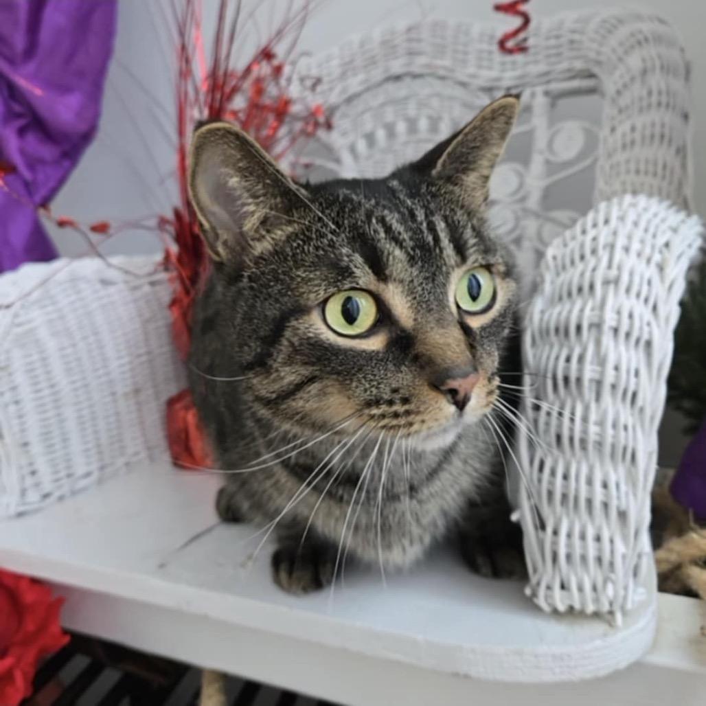 Enlarge Bramble  55734, a Adoptable Domestic Short Hair in Eaton Rapids, MI image 4/6