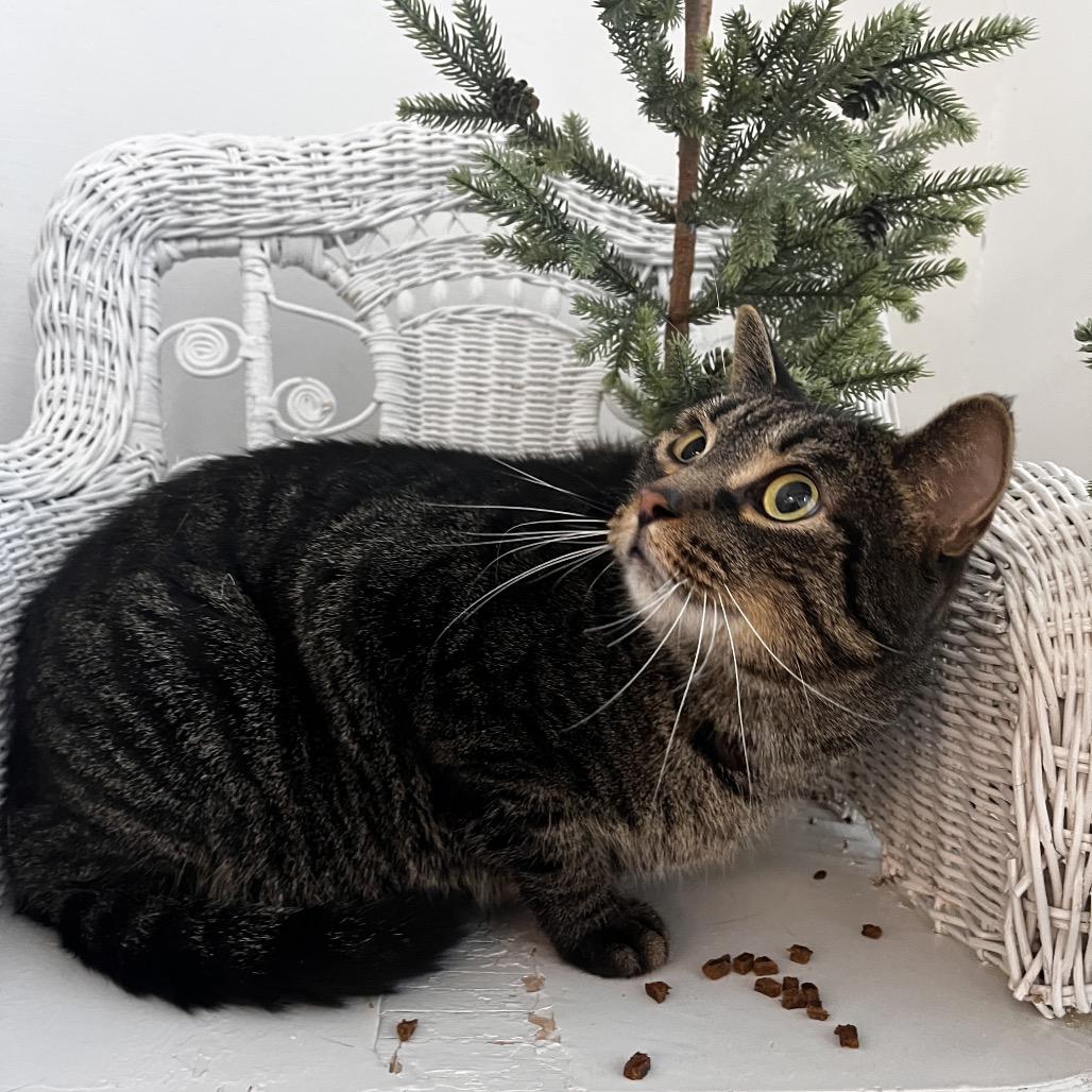 Enlarge Bramble  55734, a Adoptable Domestic Short Hair in Eaton Rapids, MI image 4/4