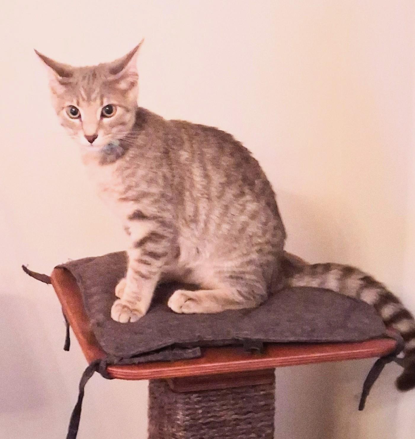 Enlarge Cosmo, Professional Cuddler, Full-Time Sweetheart, a Adoptable Tabby in Columbus, OH image 3/3
