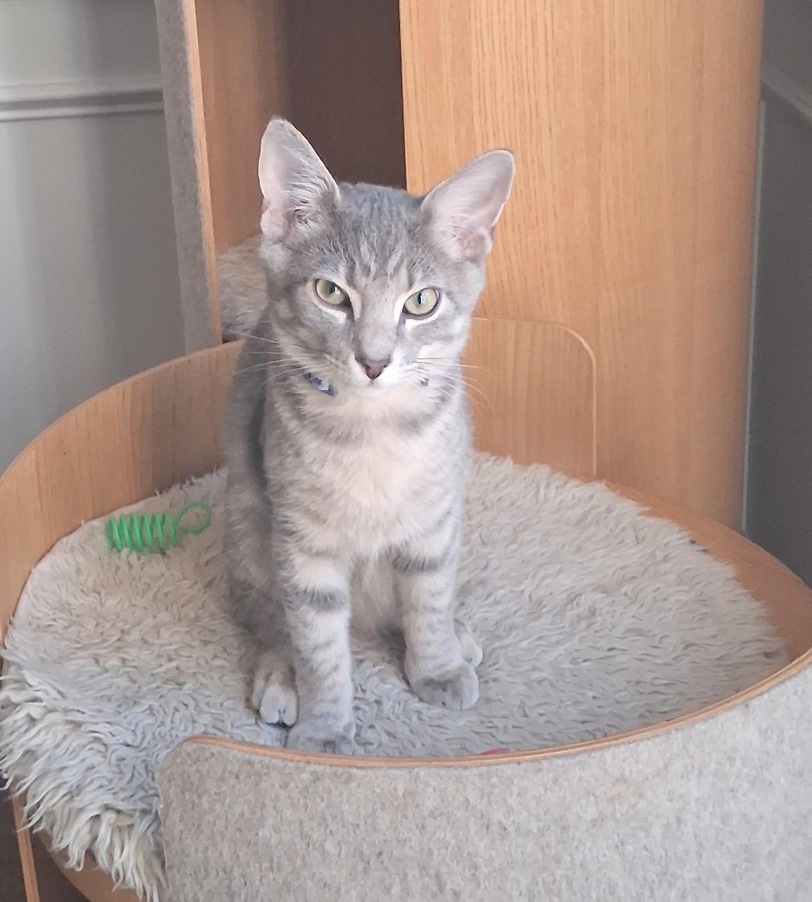 Enlarge Cosmo, Professional Cuddler, Full-Time Sweetheart, a Adoptable Tabby in Columbus, OH image 2/3