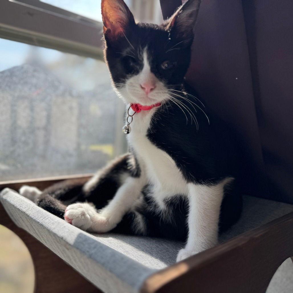 Derby — thumbnail 2