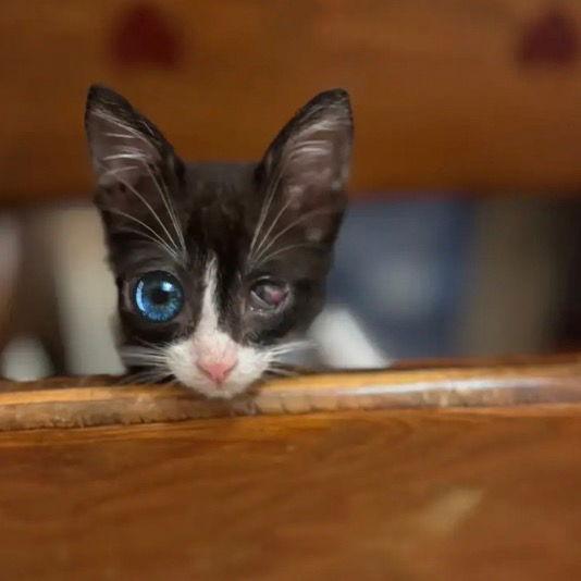 Derby — thumbnail 3