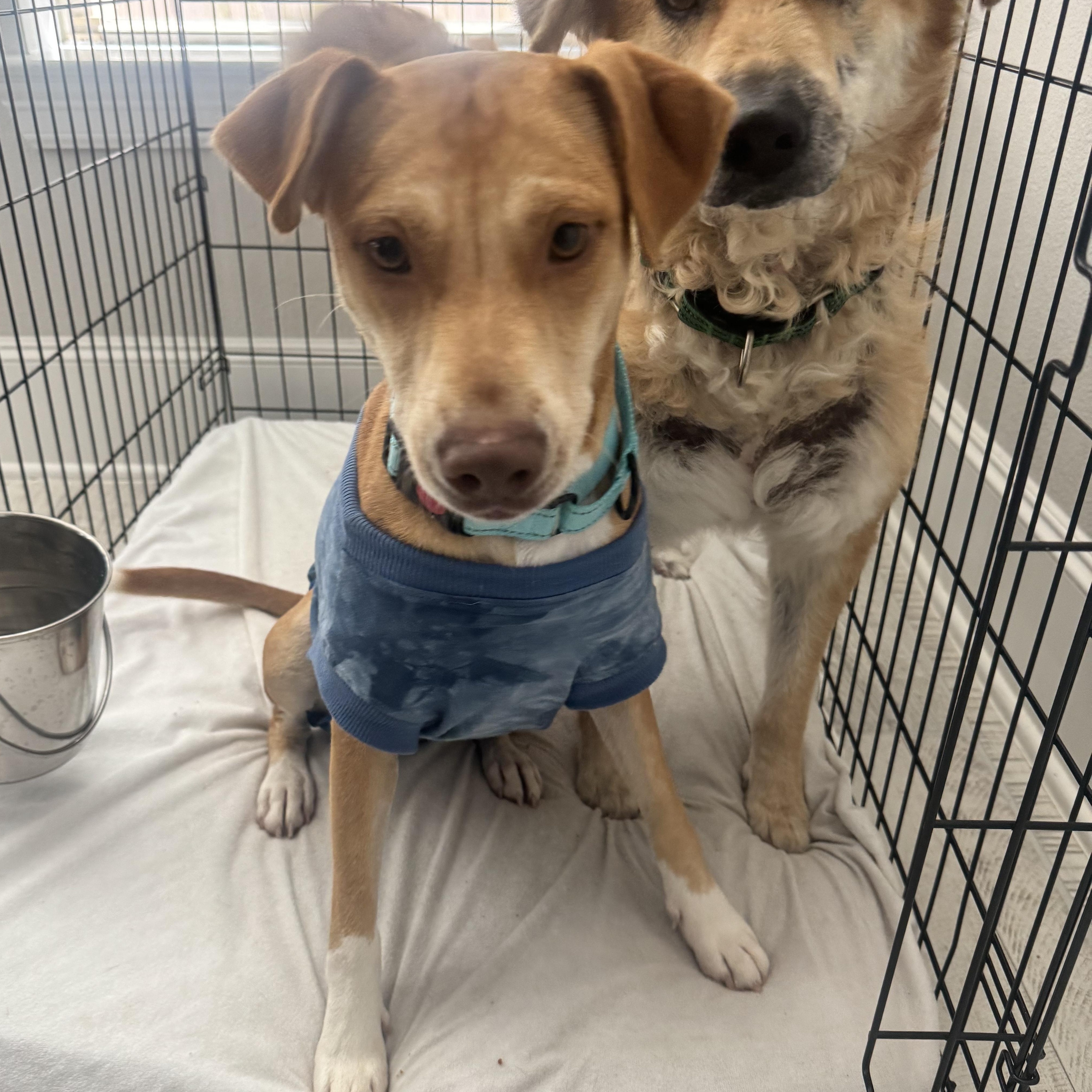 Willow — thumbnail 3